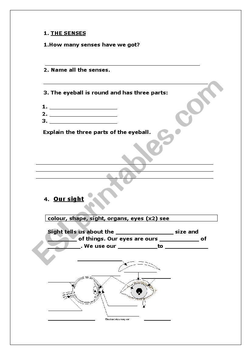 THE SENSES worksheet