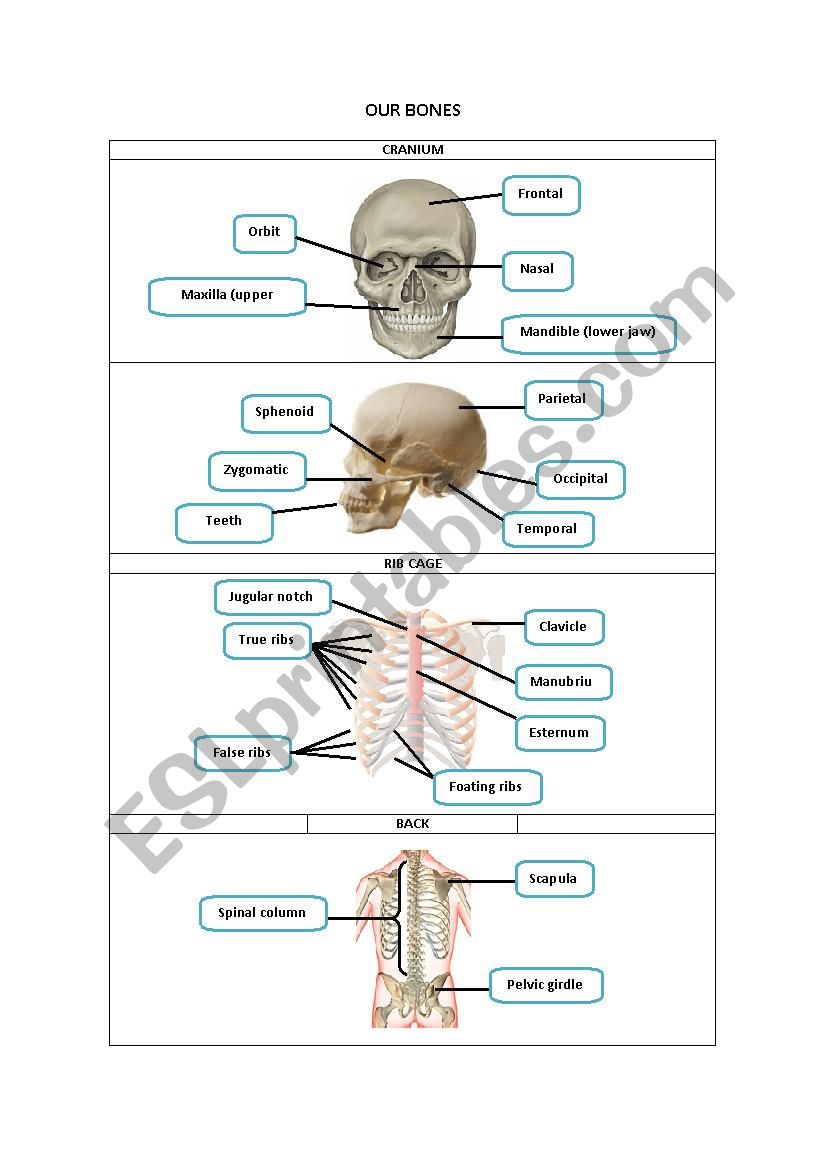 OUR BONES worksheet