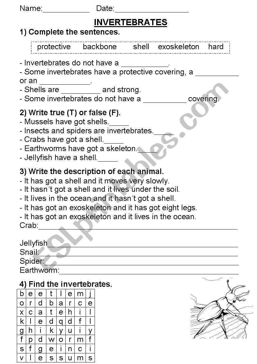 Invertebrates worksheet