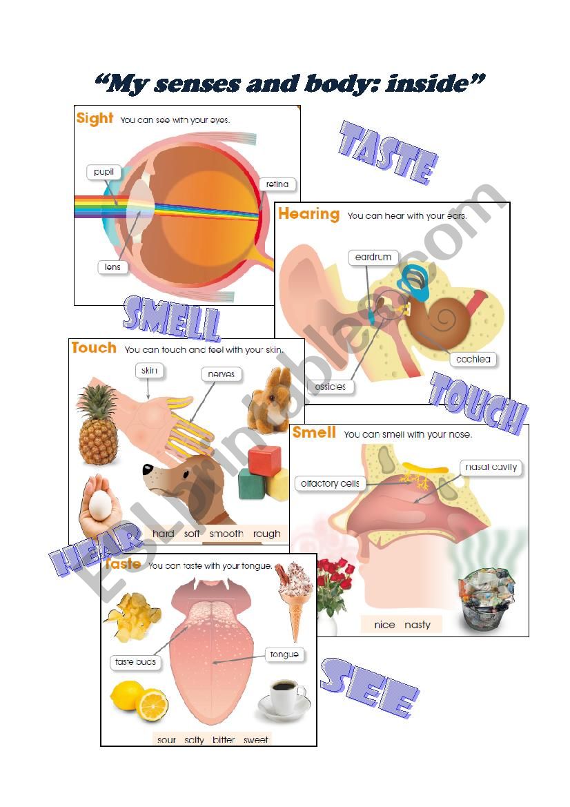 My senses (inside) worksheet