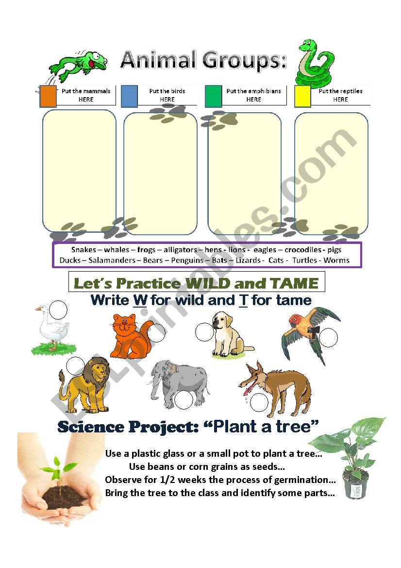 Wild or Tame animals worksheet