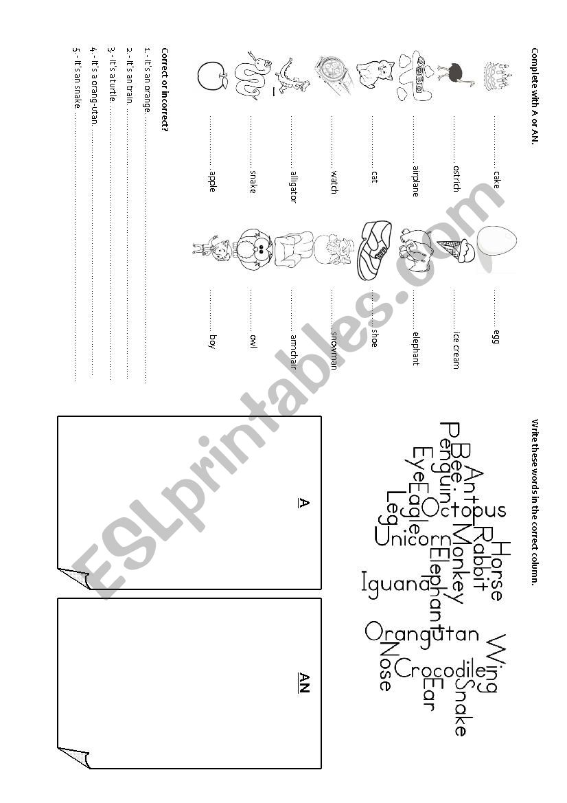 A / AN worksheet