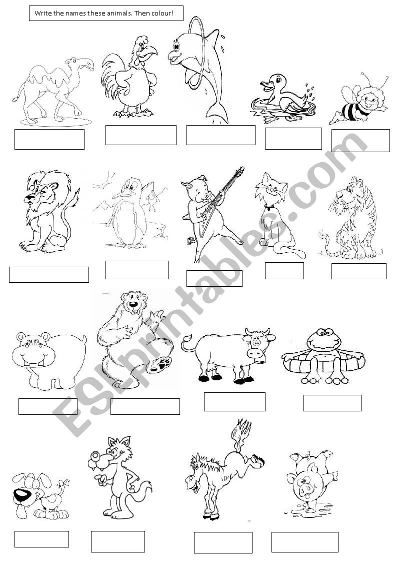 animals worksheet