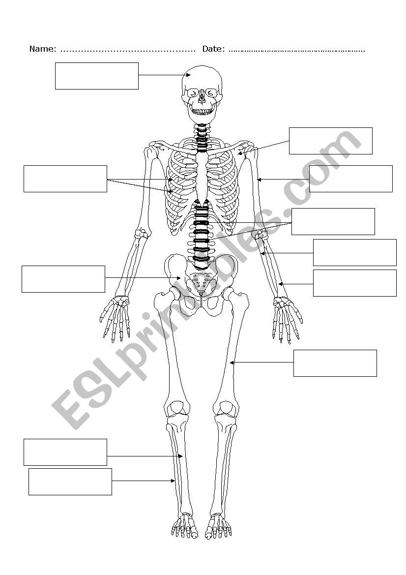 bones worksheet