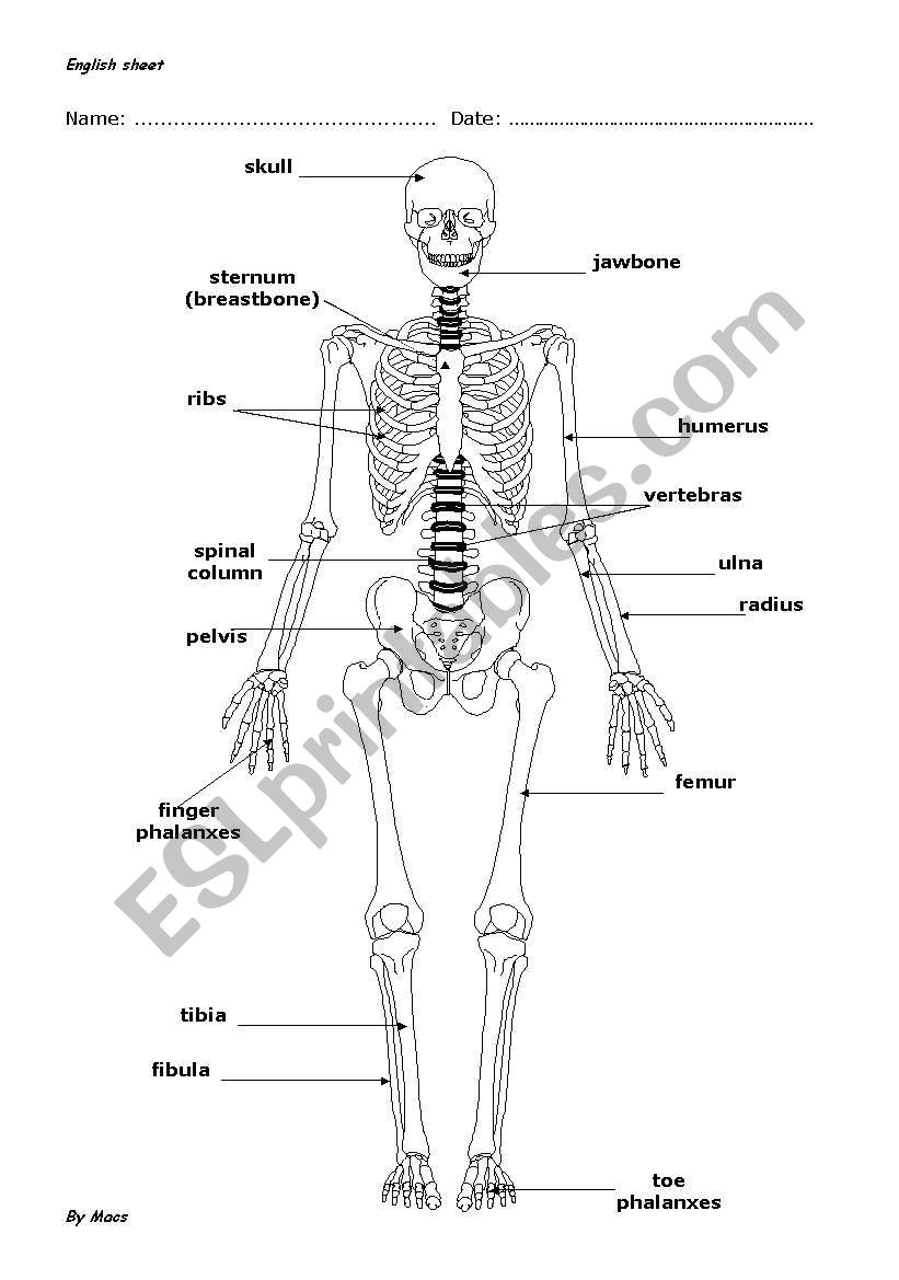 OUR SKELETON: BONES - ESL worksheet by cabotewe In Skeletal System Worksheet Pdf