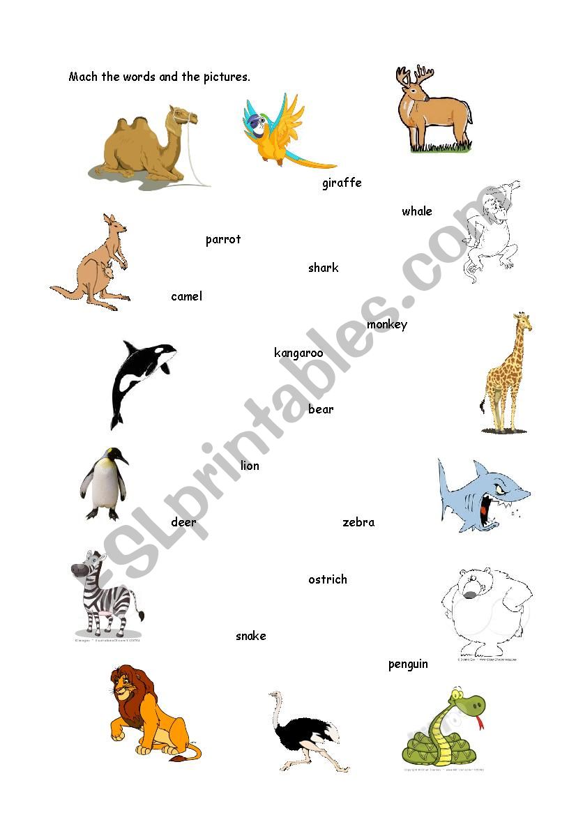 animals worksheet