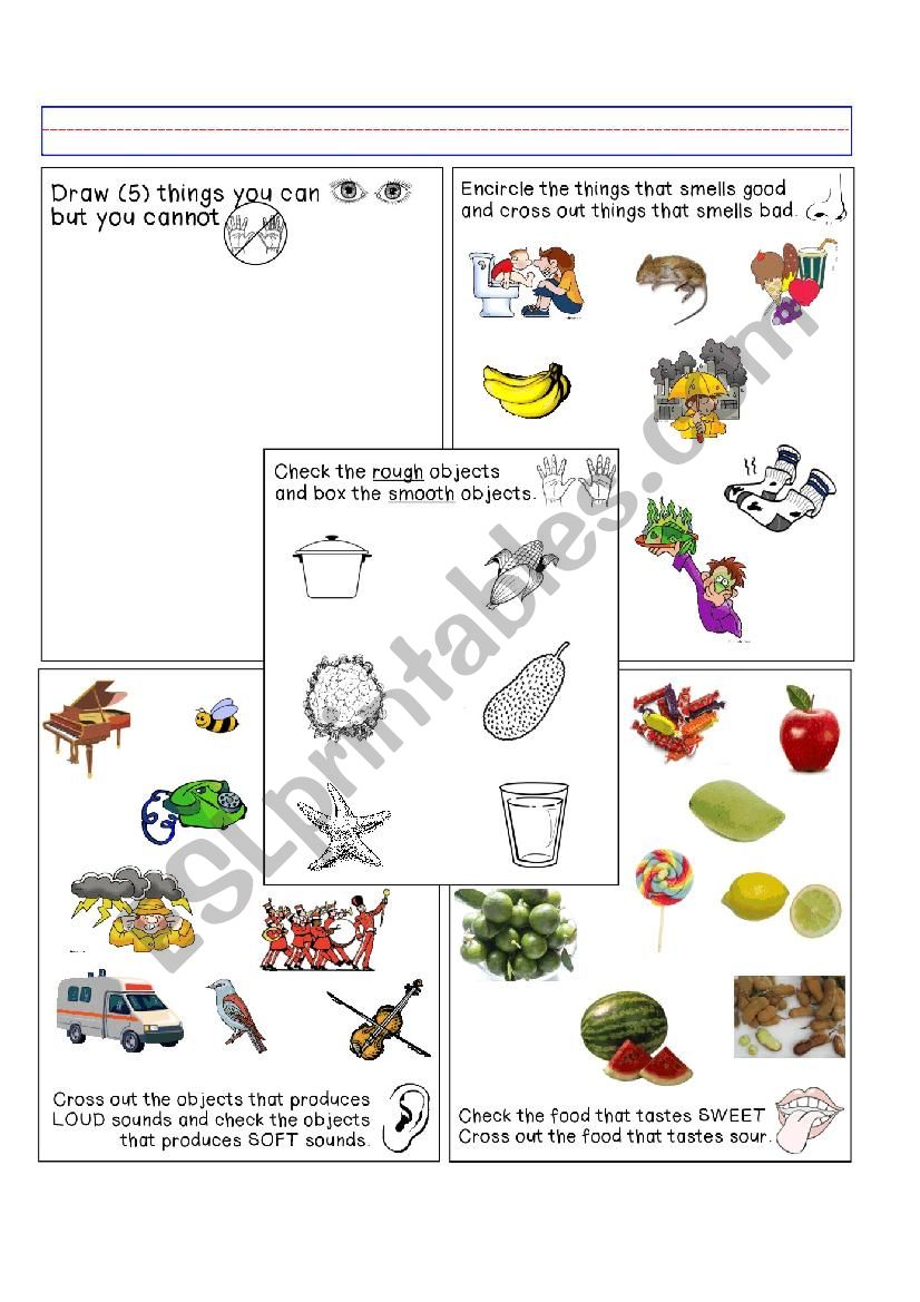 5 SENSES worksheet