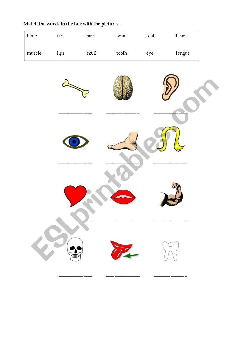 Parts of body worksheet