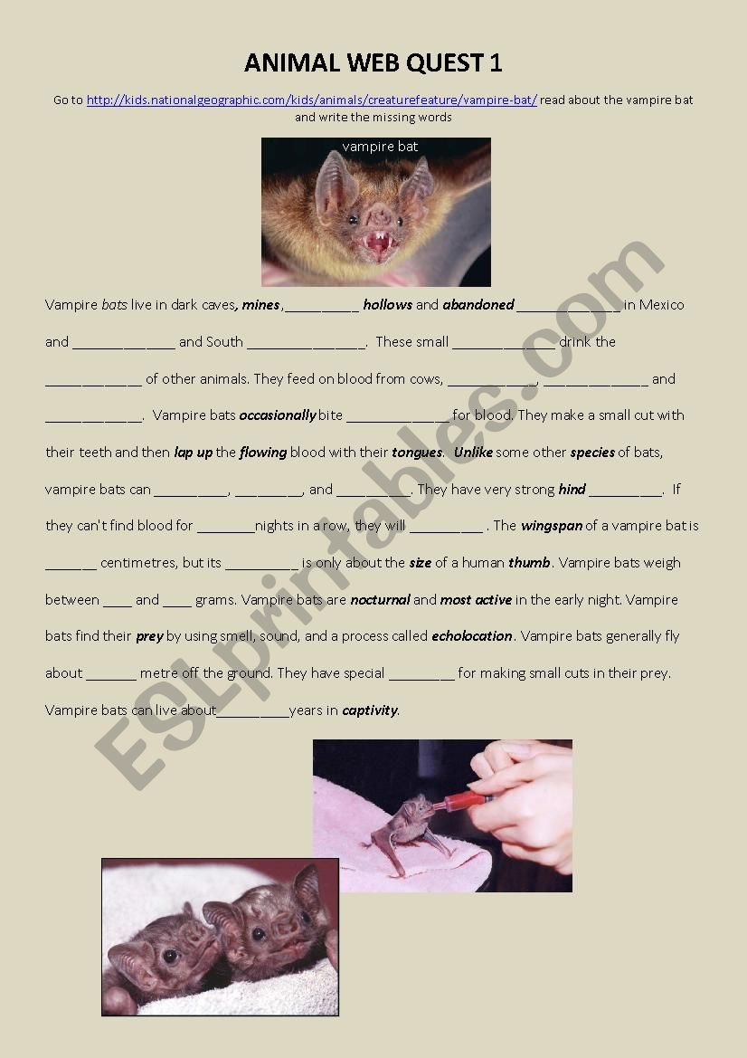 ANIMAL WEB QUEST 1 worksheet