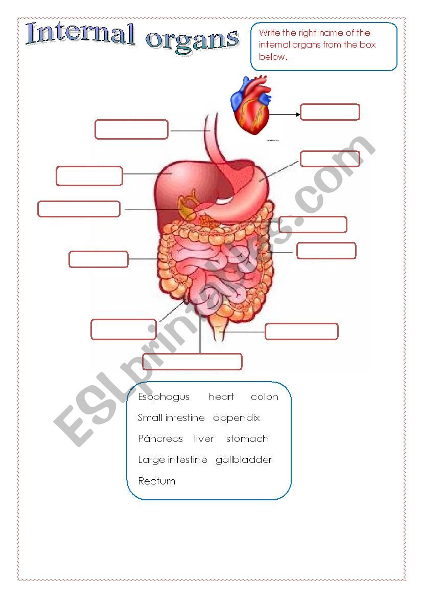 Internal organs worksheet