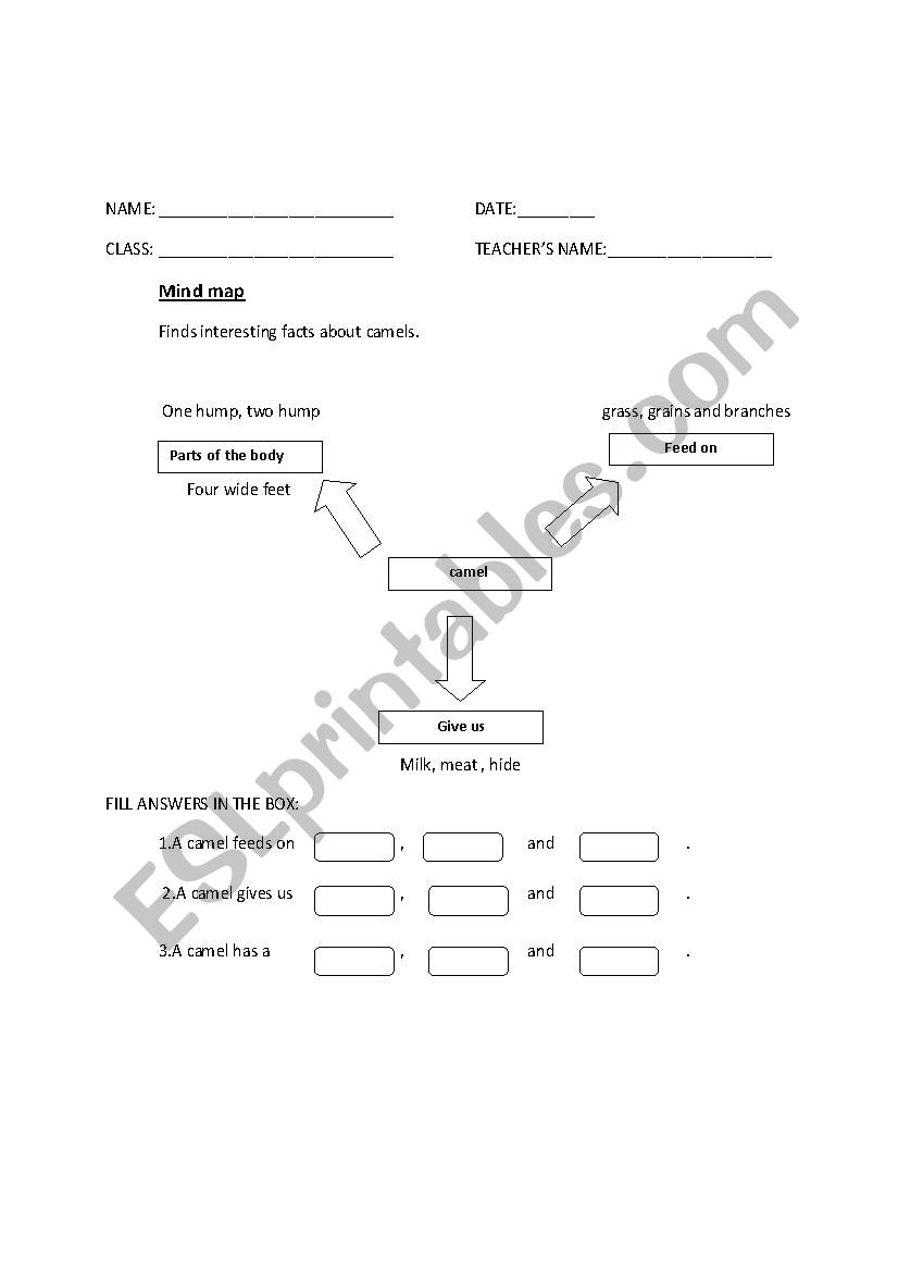 mind map of camel worksheet