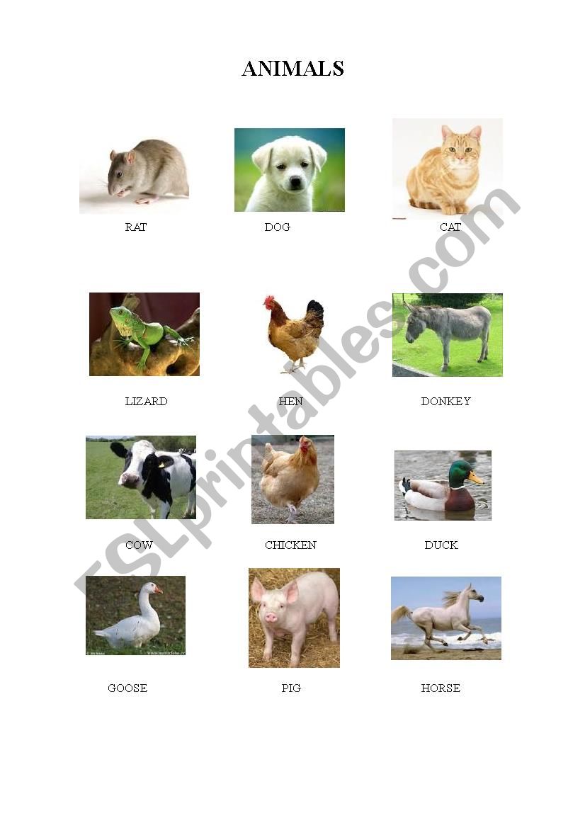 animals worksheet