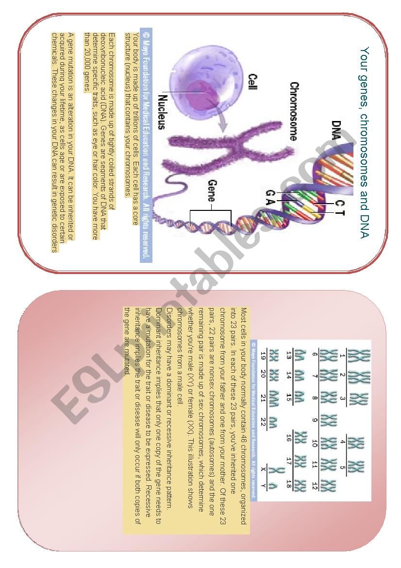 genes, chromosomes and DNA worksheet