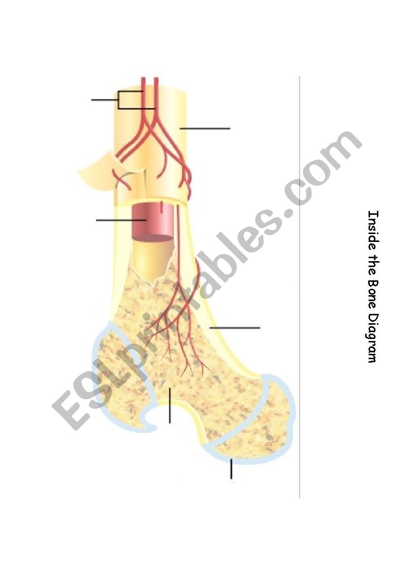 Inside the Bone worksheet