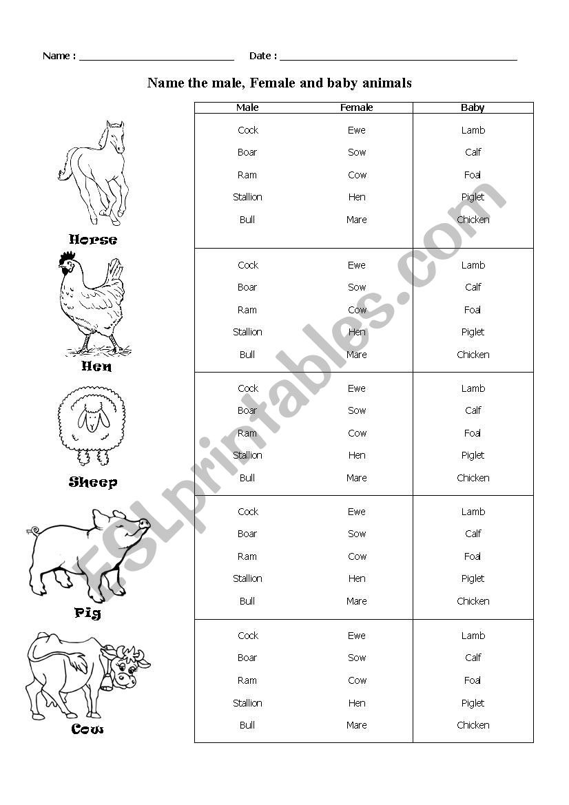 Male, Female and Baby Animals worksheet