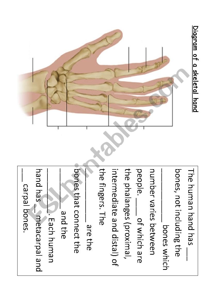 The Bones in the Hand worksheet