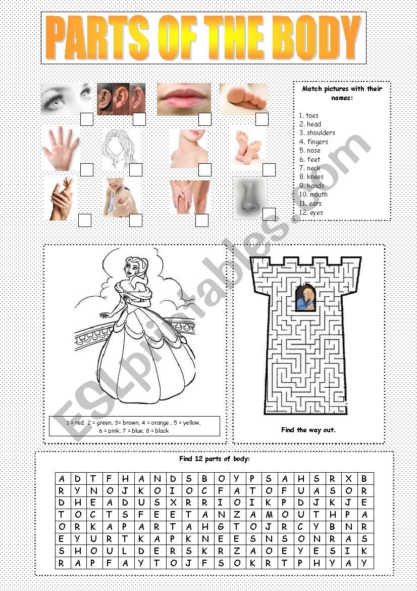 parts of body  worksheet