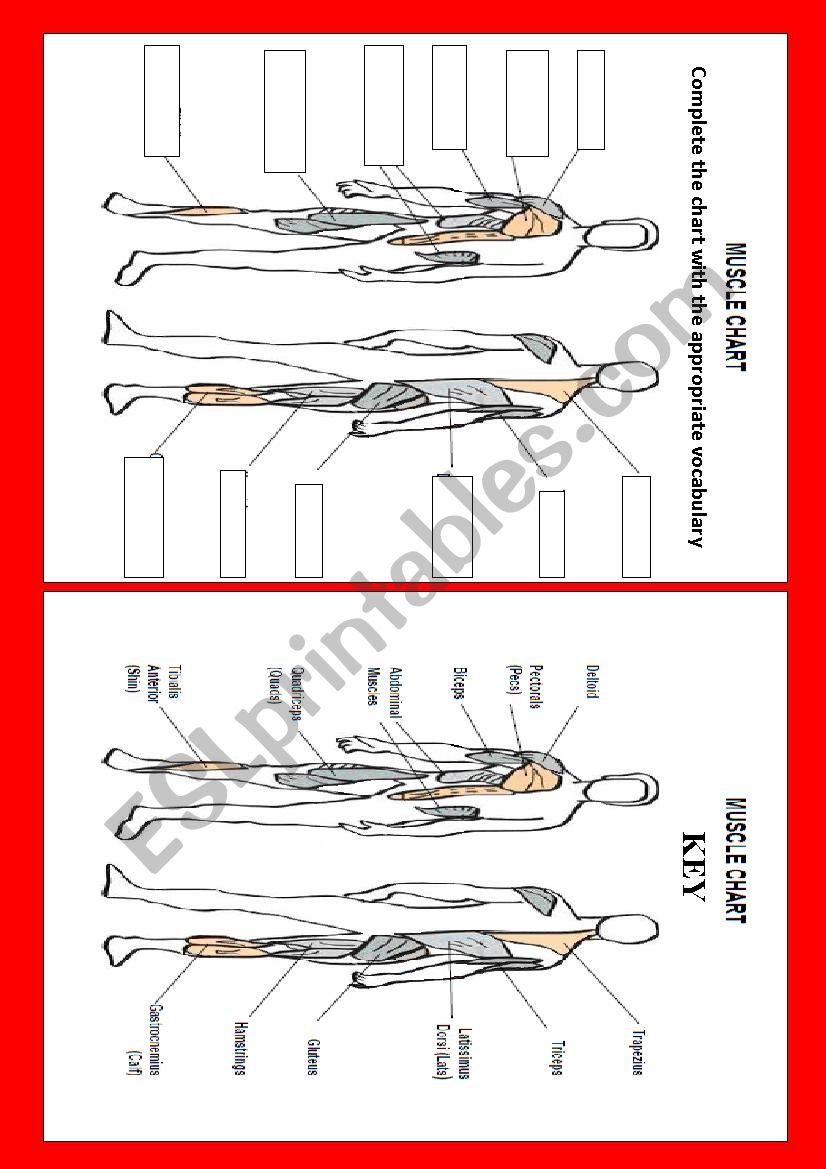 Muscle chart  worksheet with key