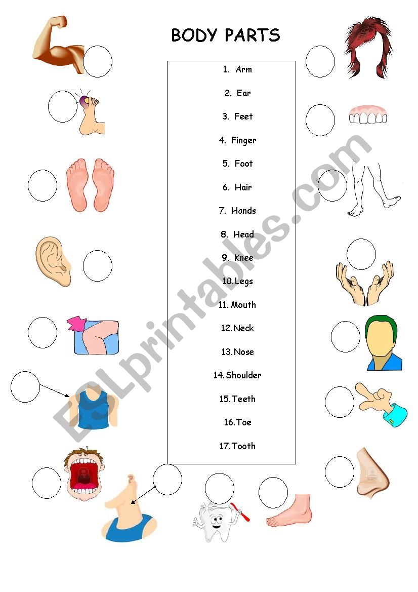 parts of the body worksheet