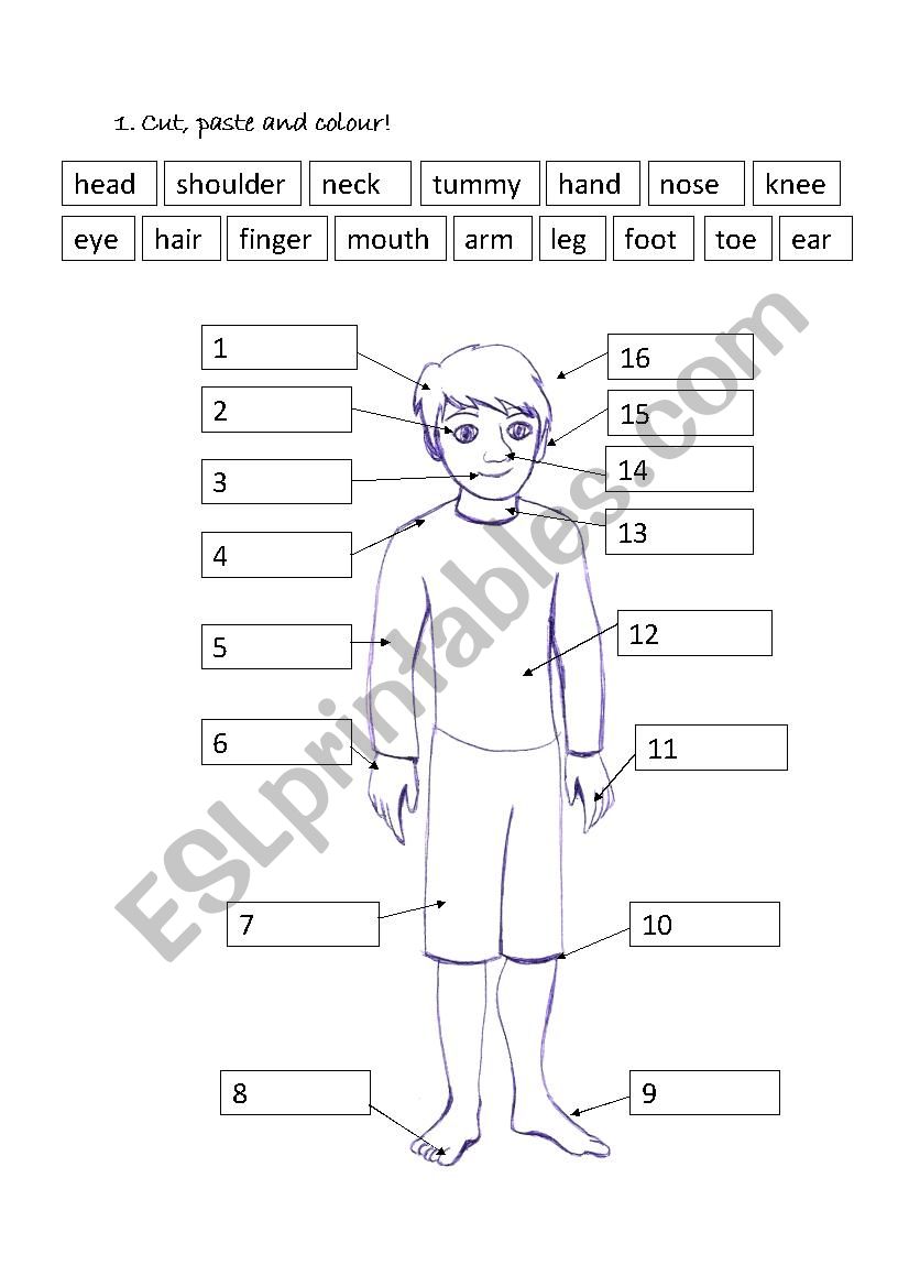 Body parts worksheet