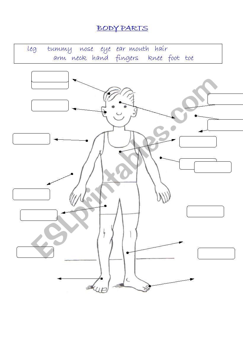 Body parts worksheet