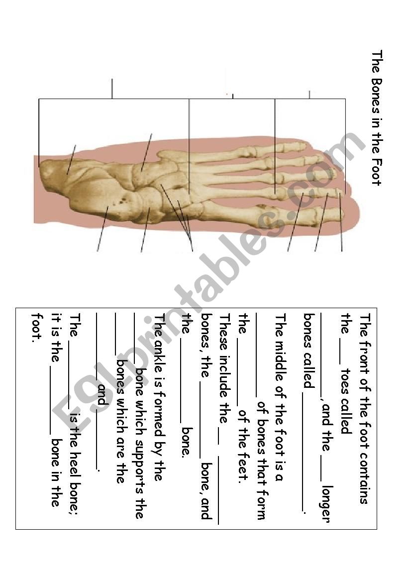 The Bones in the Foot  worksheet