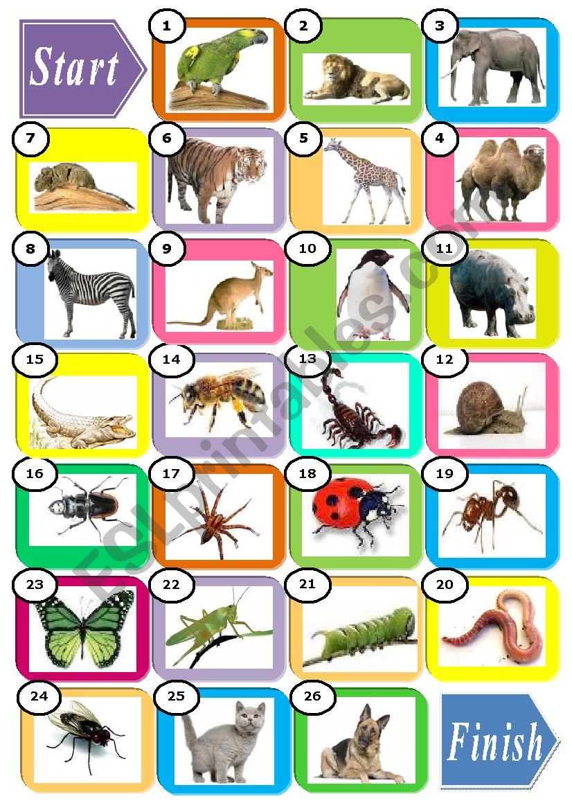 ANIMALS  worksheet