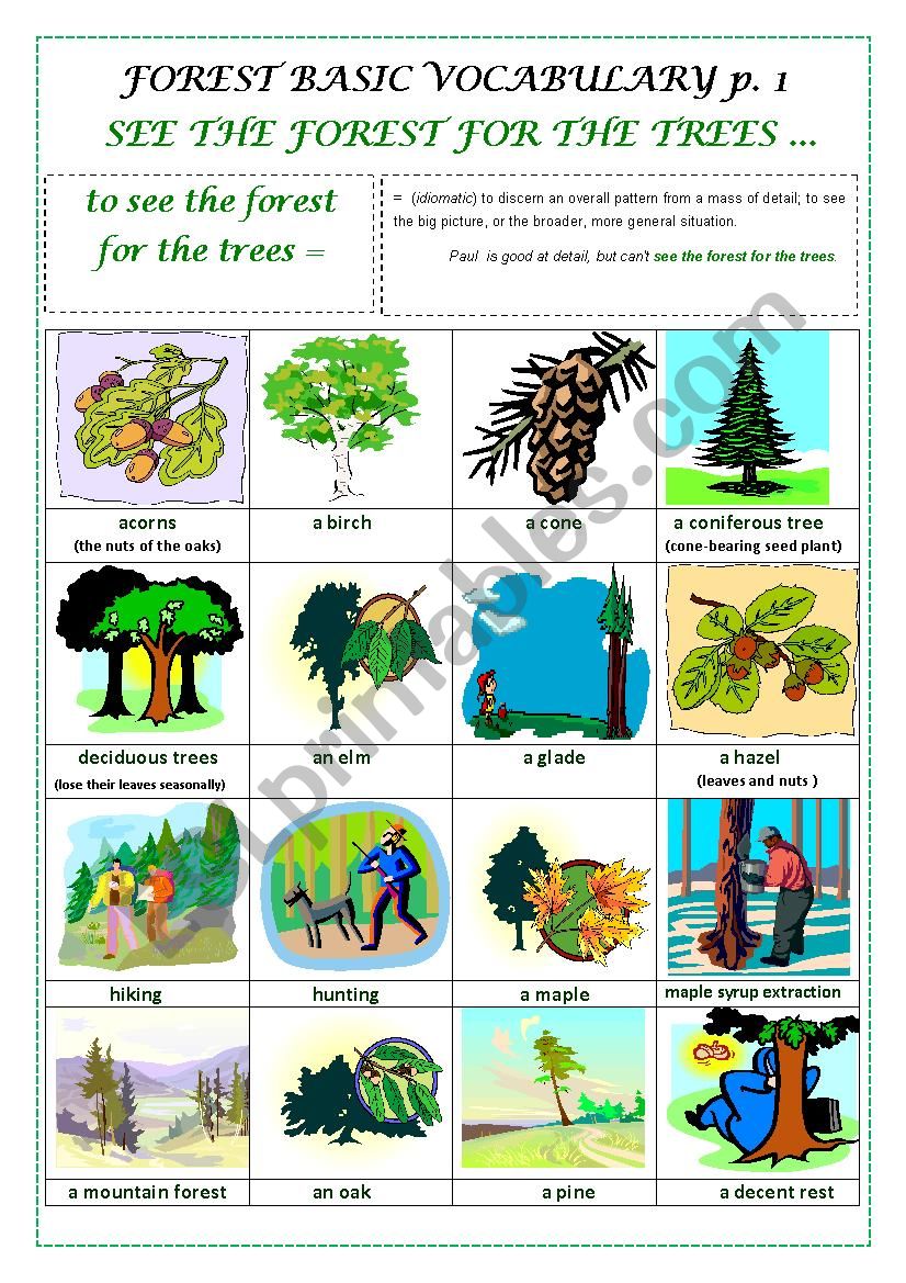types of forest worksheet