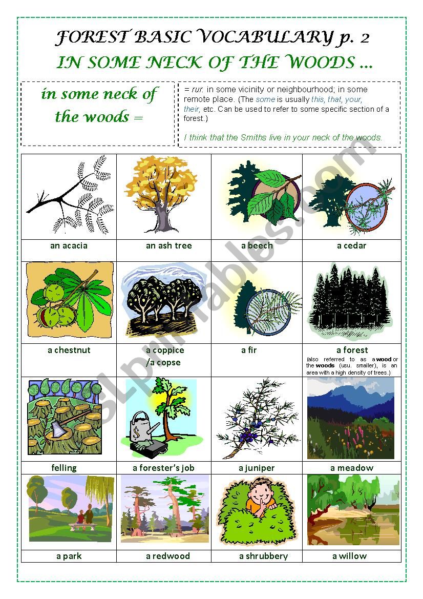 FOREST BASIC VOCABULARY part 2 (a pictionary)