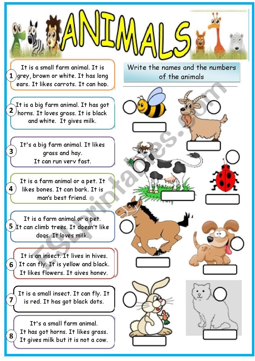 animals worksheet