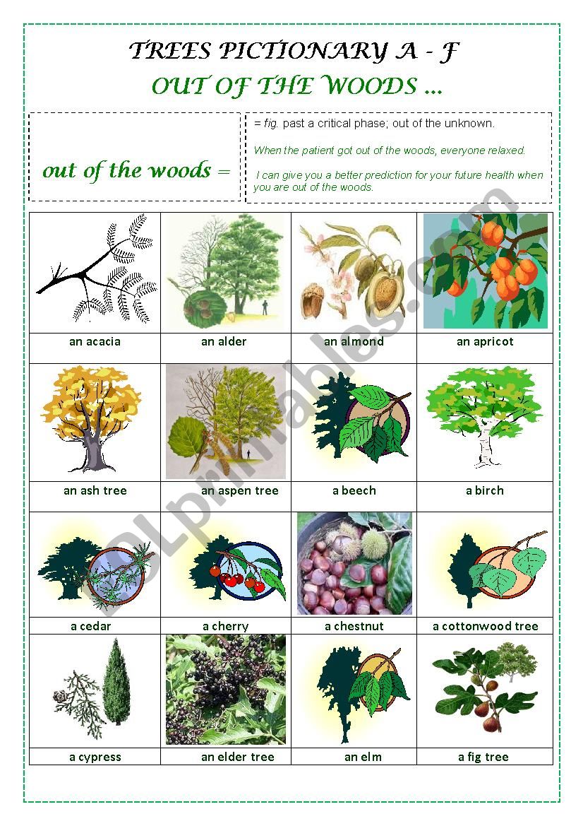 TREES PICTIONARY A-F worksheet