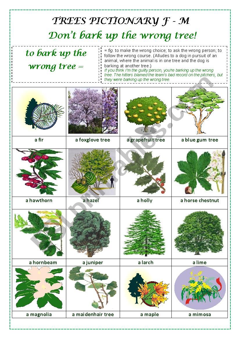 TREES PICTIONARY F- M worksheet