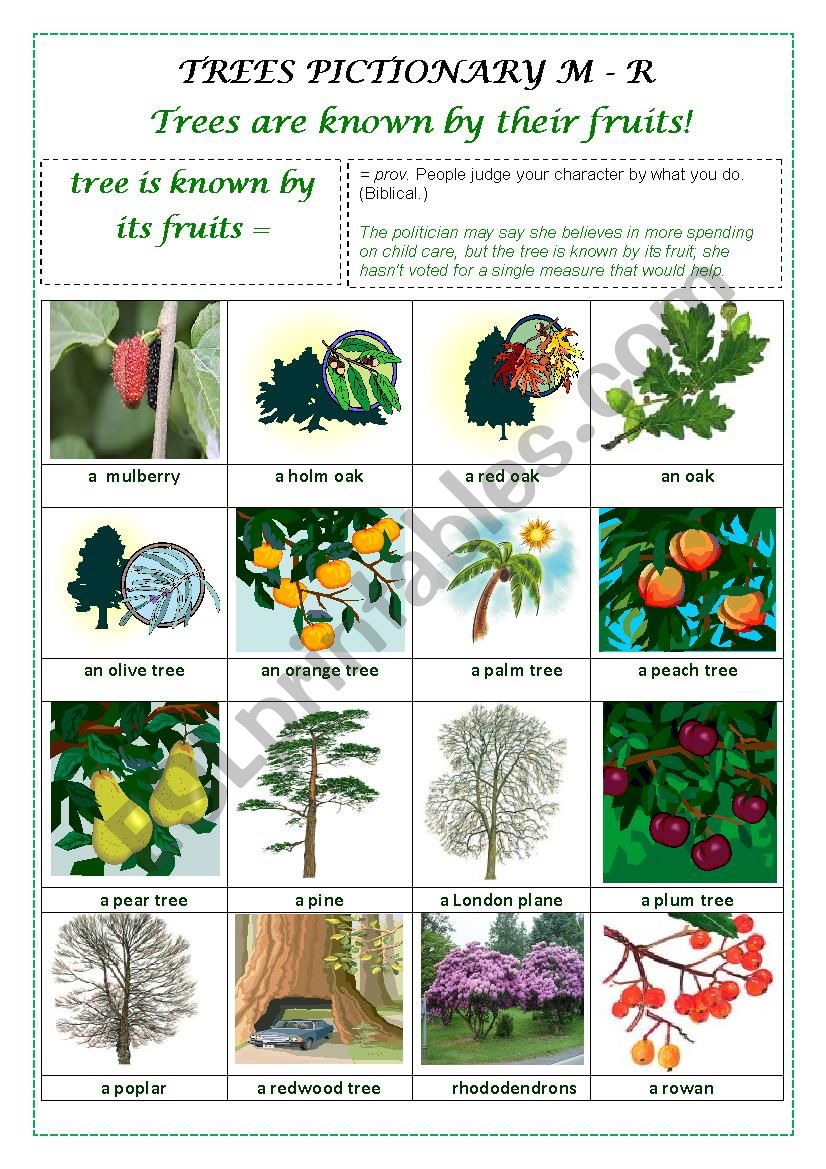 TREES PICTIONARY M - R worksheet