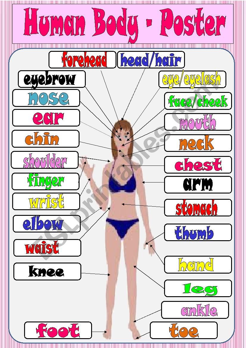 Human body - poster worksheet
