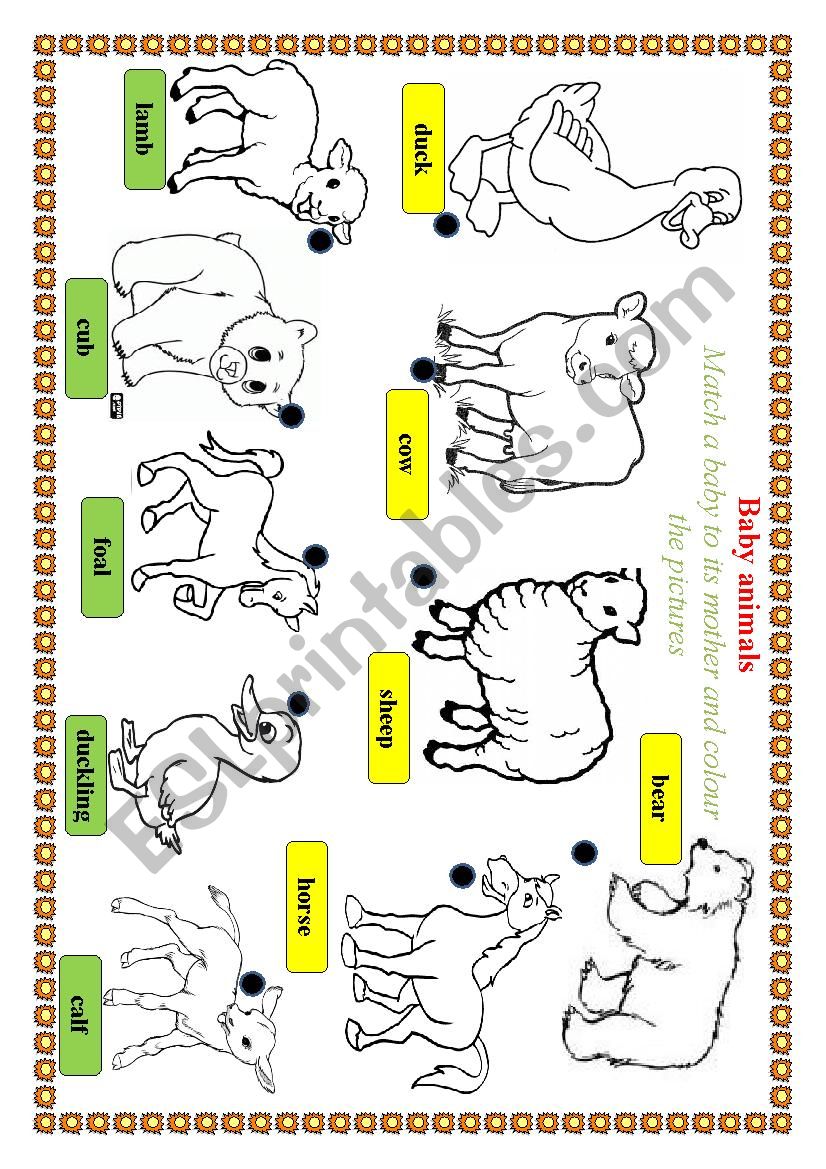 Baby animals worksheet