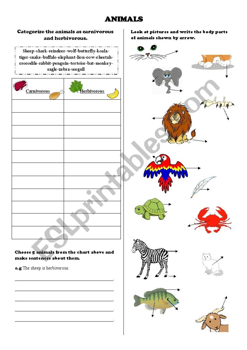 animals worksheet