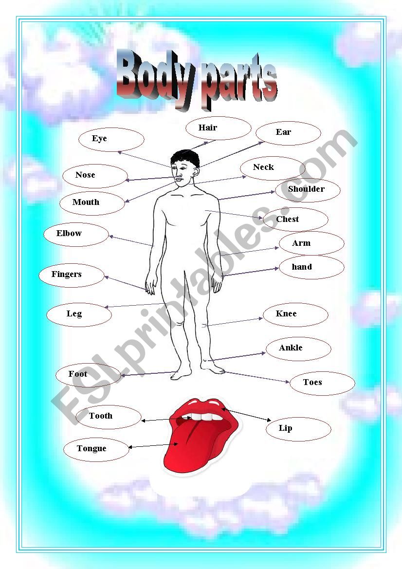 body parts worksheet