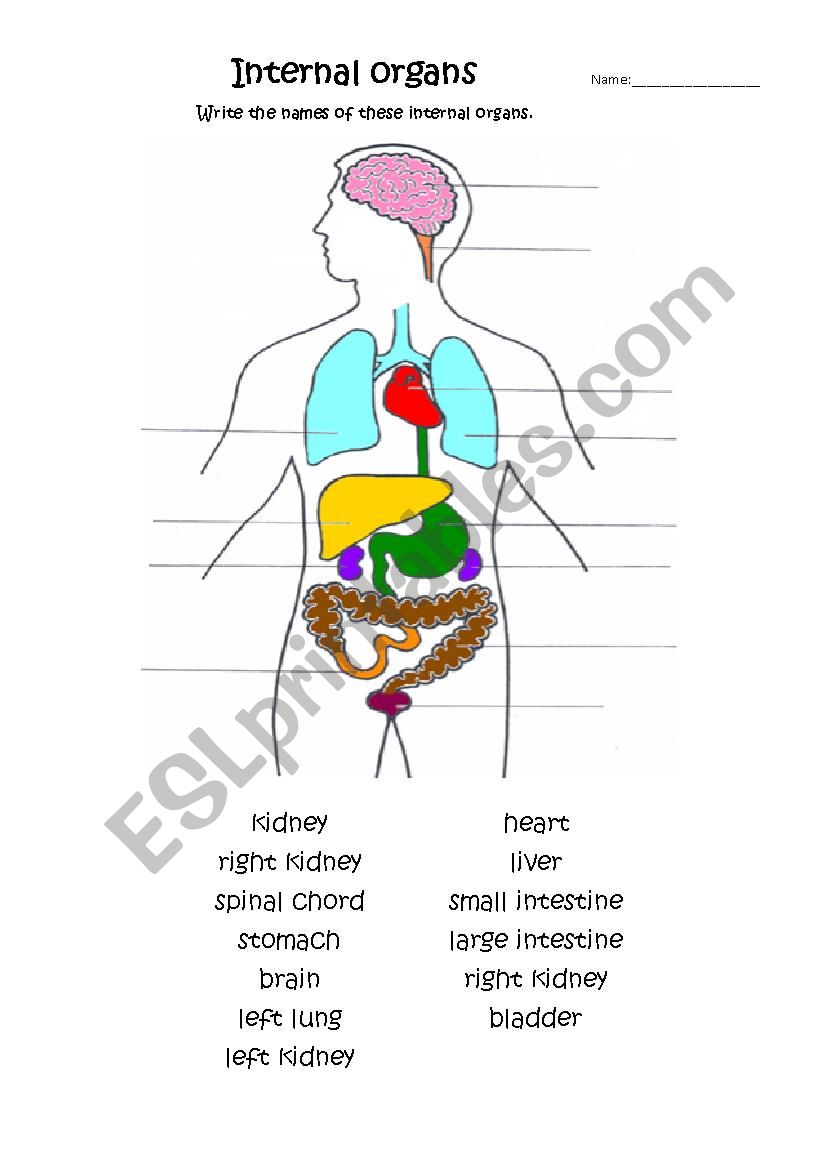 internal organs worksheet