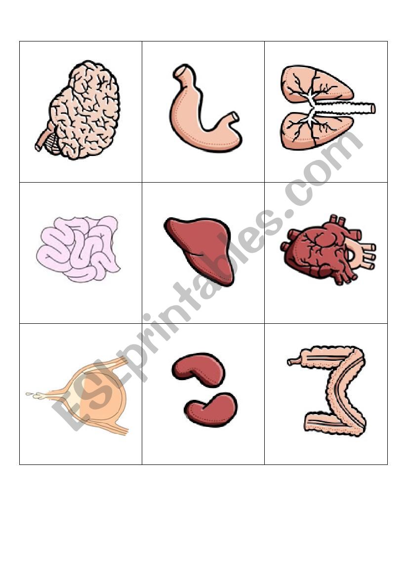 internal organs- flashcards worksheet