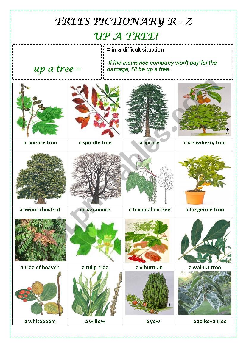 TREES PICTIONARY R- Z worksheet
