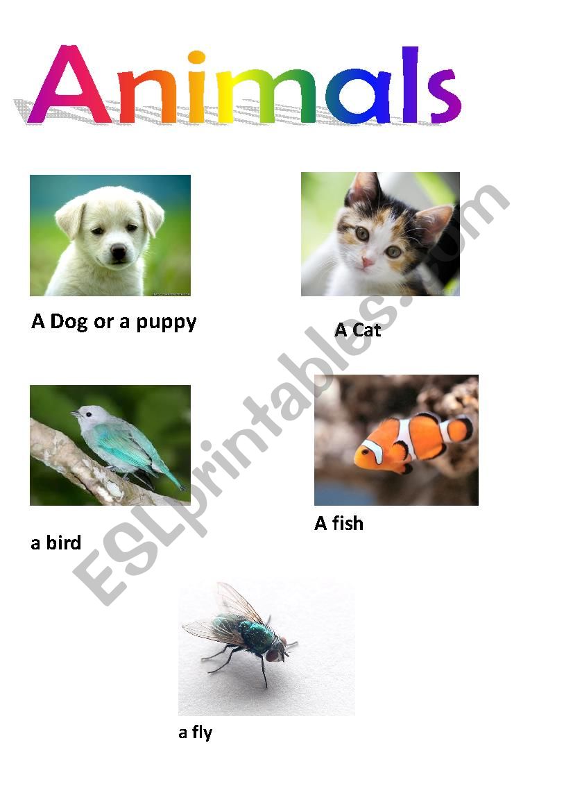 animals worksheet