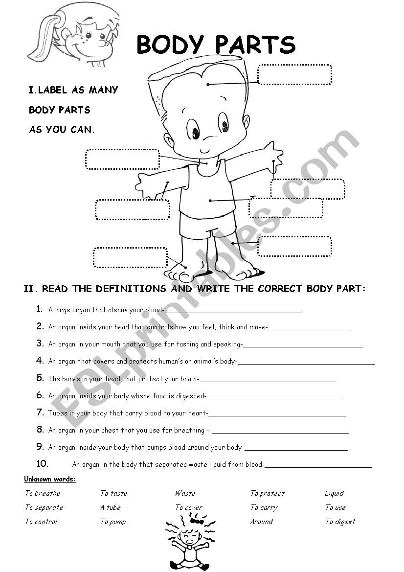 Body parts worksheet