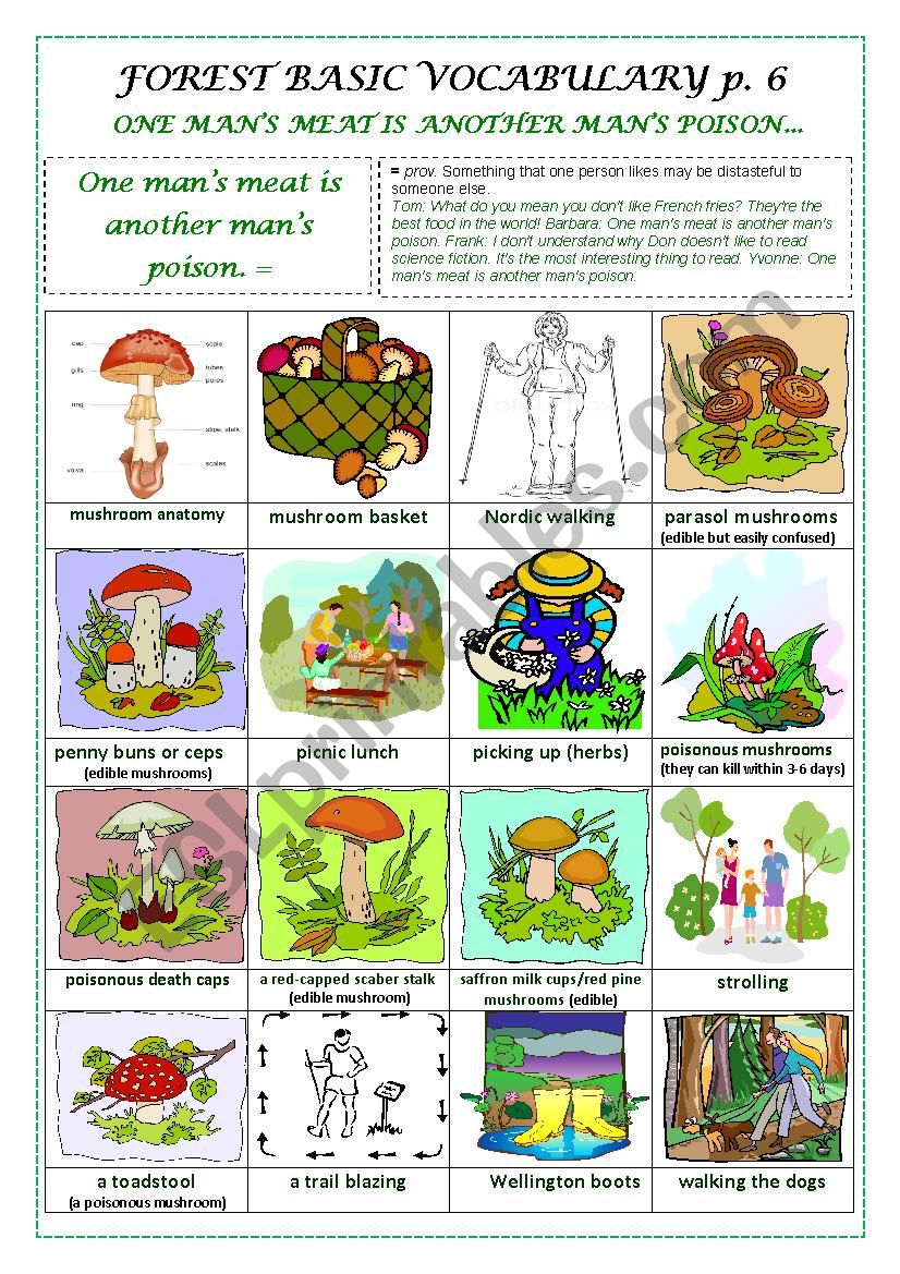 FOREST BASIC VOCABULARY part 6 (a pictionary)