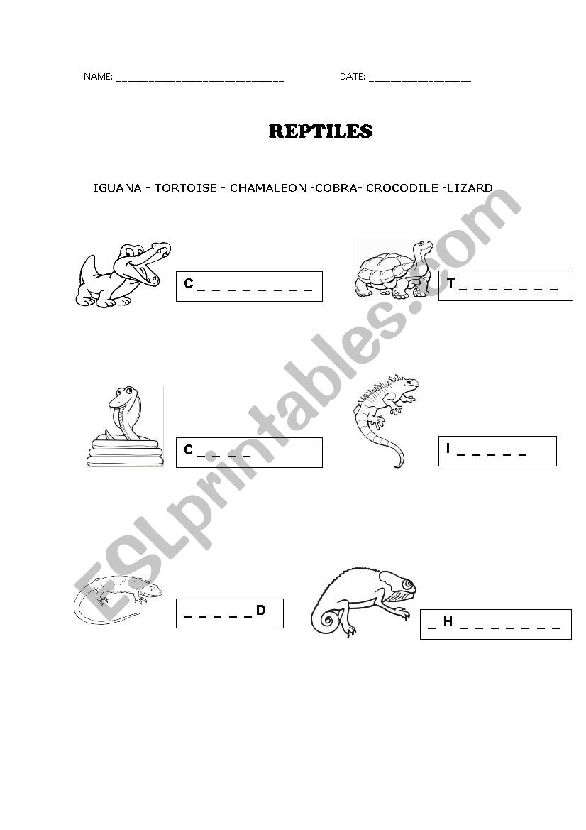 Reptiles worksheet