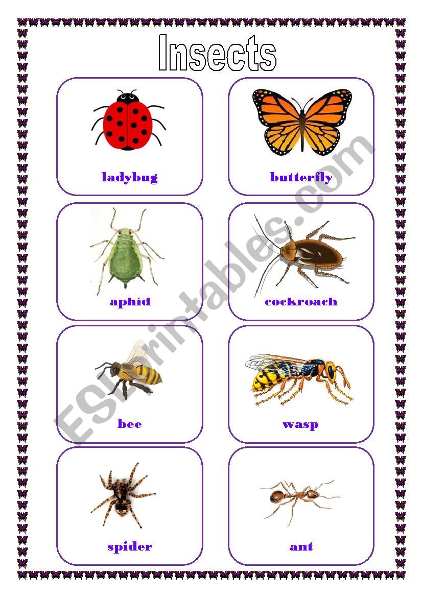 Insects worksheet