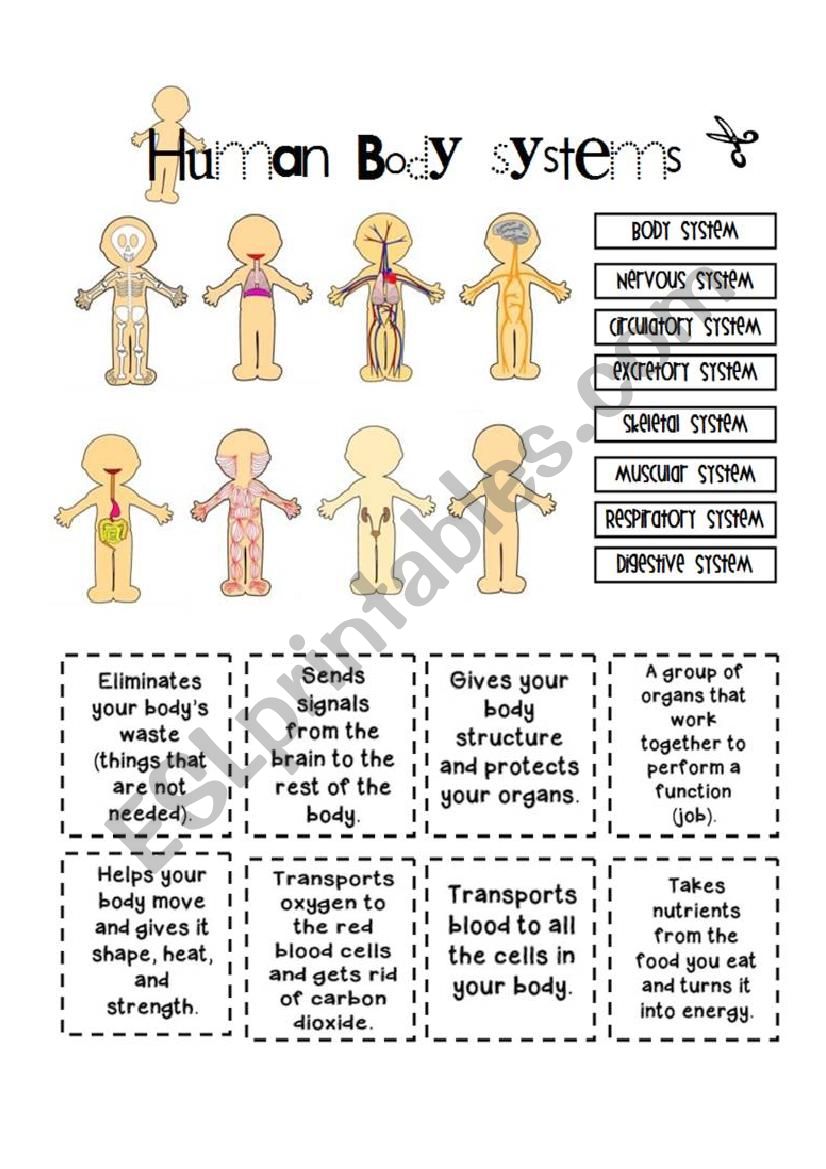 human body systems for kids worksheets