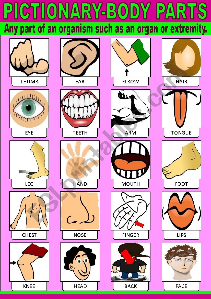 Body Parts Pictionary worksheet