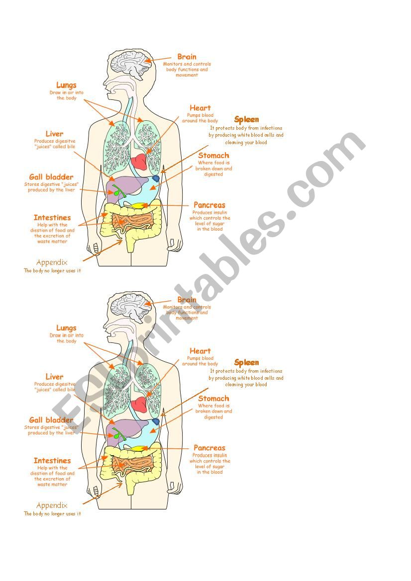 Major Body Organs Diagram worksheet