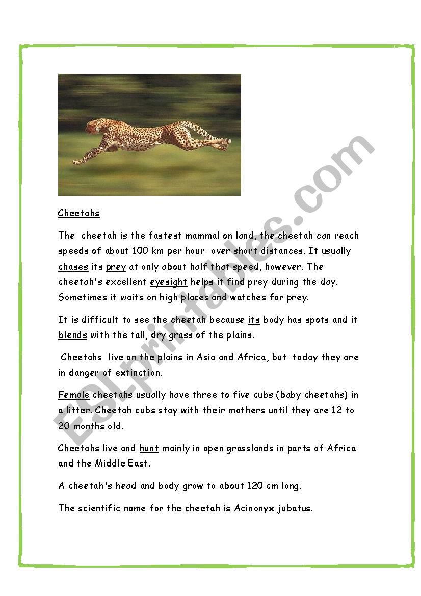 Reading comprehension. Cheetahs.