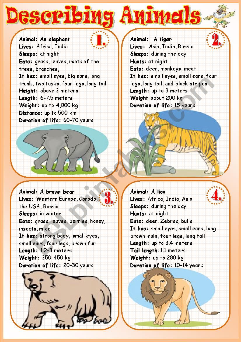 Describing Animals worksheet